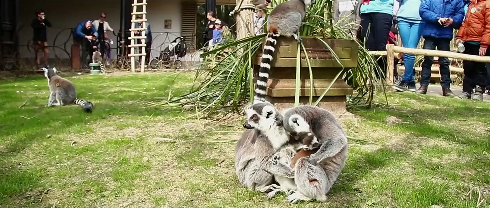 Sta oog in oog met de lemuren / Venez vous prélasser avec les lémuriens