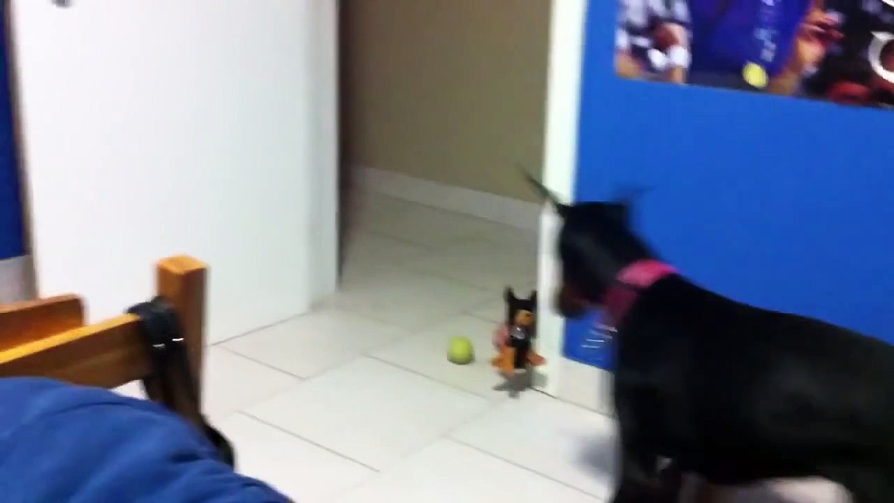 Забавный доберман.Просто ржака.)))) 720HD