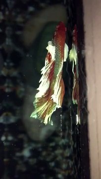 Elephant Ear Betta Fish slow motion