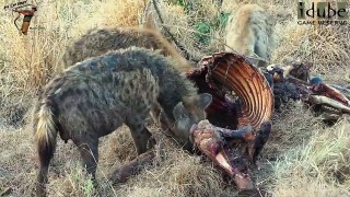Hyenas Feed And Fight On A Buffalo Carcass #youtubeZA