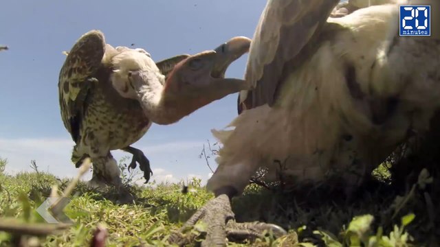 Si les vautours vous mangeaient ! - Le rewind du vendredi 11 septembre 2015.
