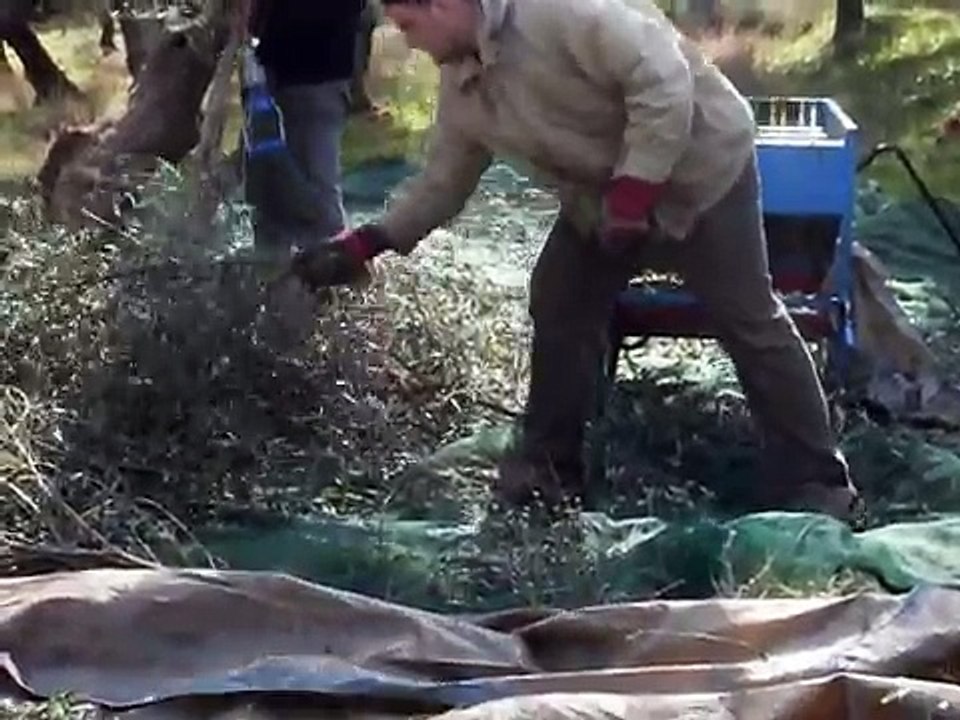 Moldovenii la cules masline in Grecia