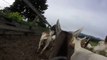 GoatPro - Taking the goats out to pasture after the morning milking