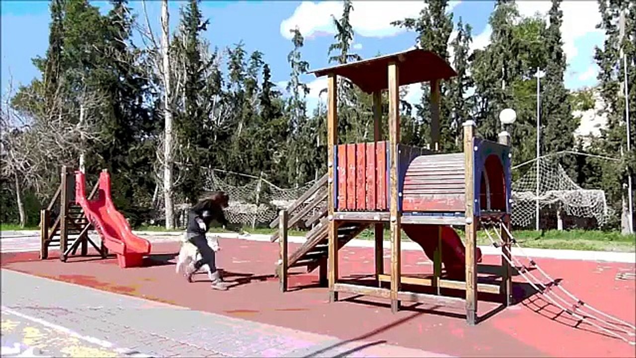 Husky Dog training (Parkour-Protection)