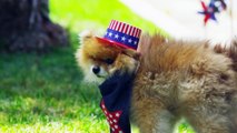 Pet Safety - 4th of July Pet Party and Summer Tips: by Petco