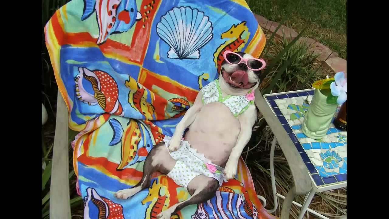 Are your dogs happy?