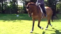 YOUNG DRESSAGE HORSE FOR SALE UK