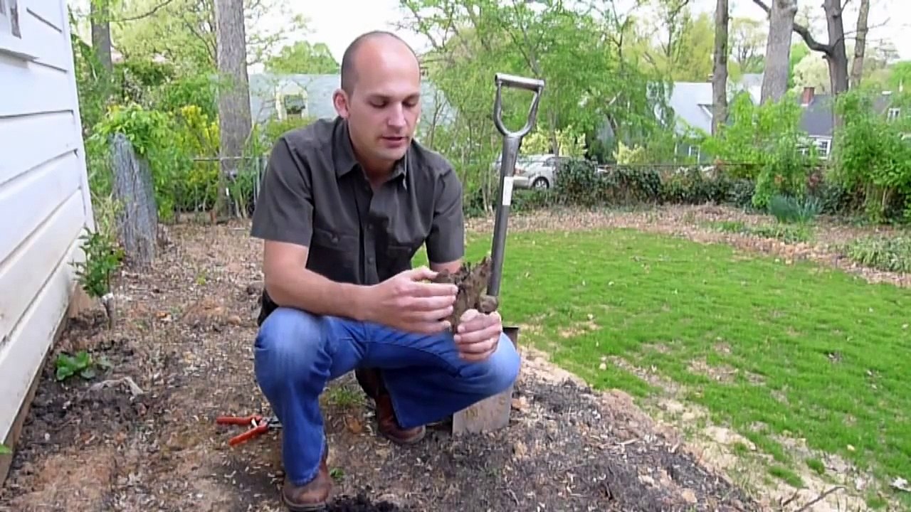 How to Plant Rhubarb