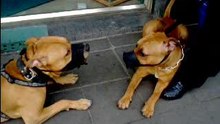riddik et jack 2