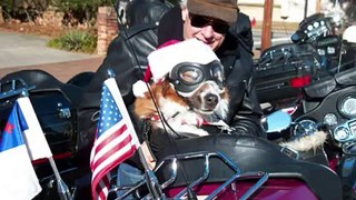 Chewy Biker Dog (
