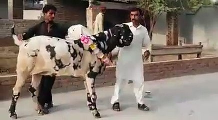 Heavy weight competition winner goat. World heaviest goat.