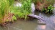 Virtual Tour of our Ponds - Aquatic Plants Overwhelm our Goldfish Pond