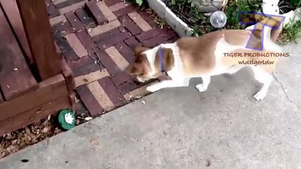 [Relax with Cat] Cat meowing funny copters (P20)