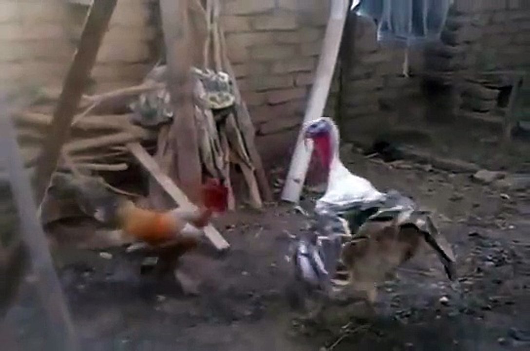 Versus xD