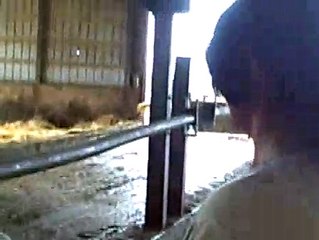 Dundee the kissing cow!