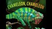 Veiled chameleon / Yemeni Chameleon 2013 babies Unboxing
