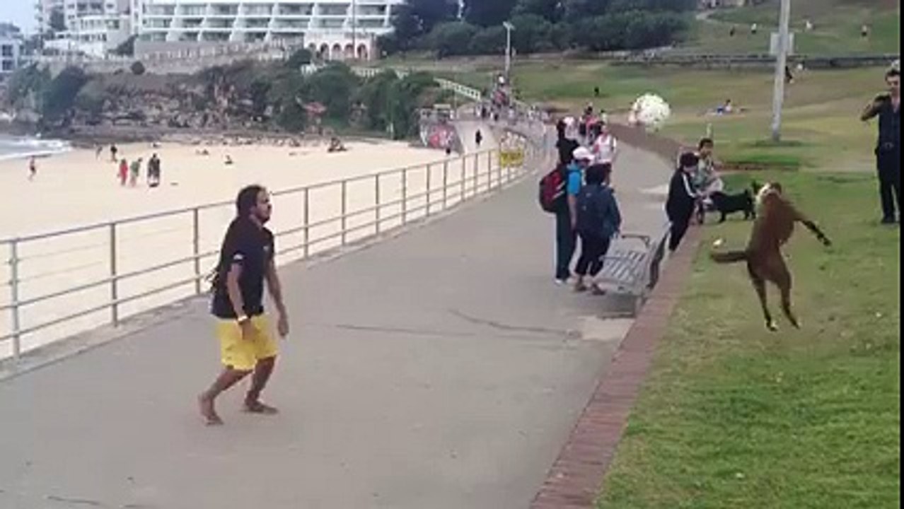 Incredible dog