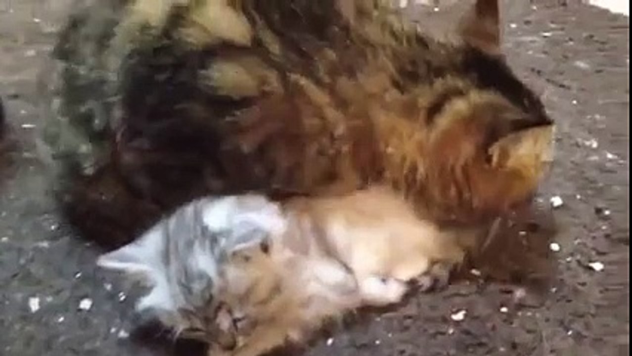 Mother instinct