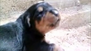Rottweiler Cachorro ladrando