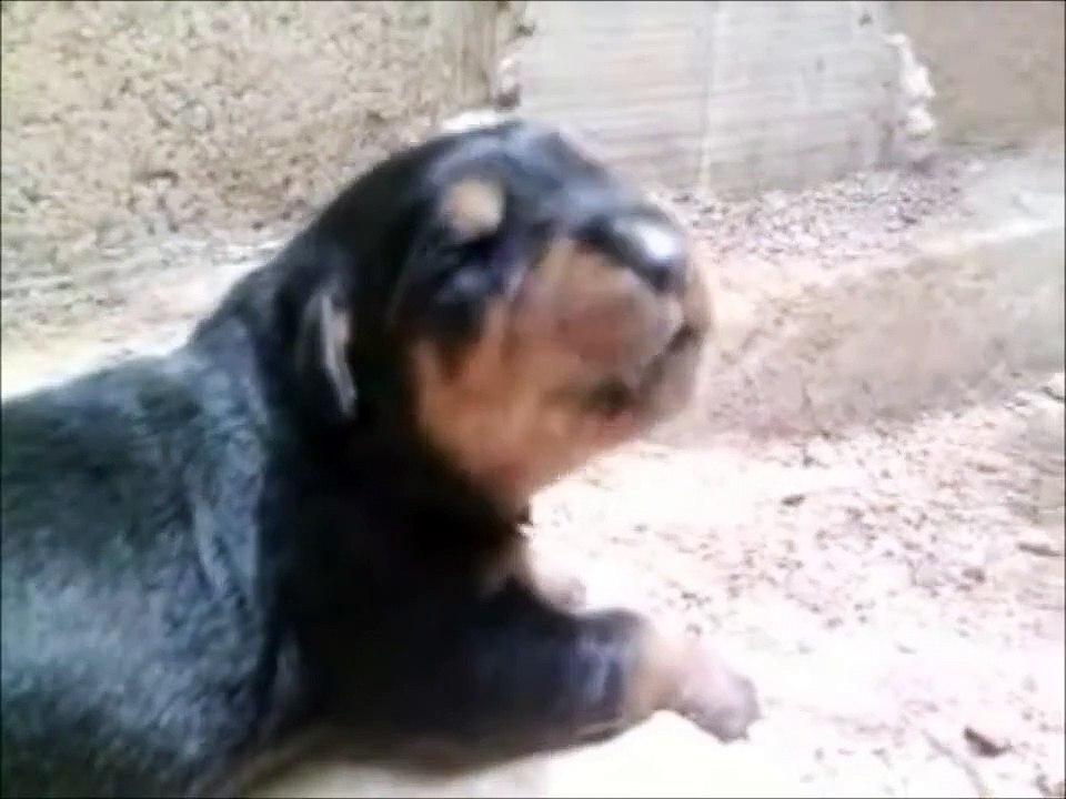 Rottweiler Cachorro ladrando