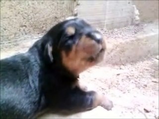 Rottweiler Cachorro ladrando