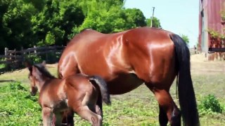 noname foal - 9 дневный жеребёнок от Синди клуб Диброва