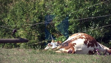 Shtylla-e-tensionit-elektrik-mbyt-disa-lopA?-n