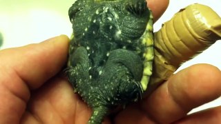 New Baby Common Snapping Turtle!