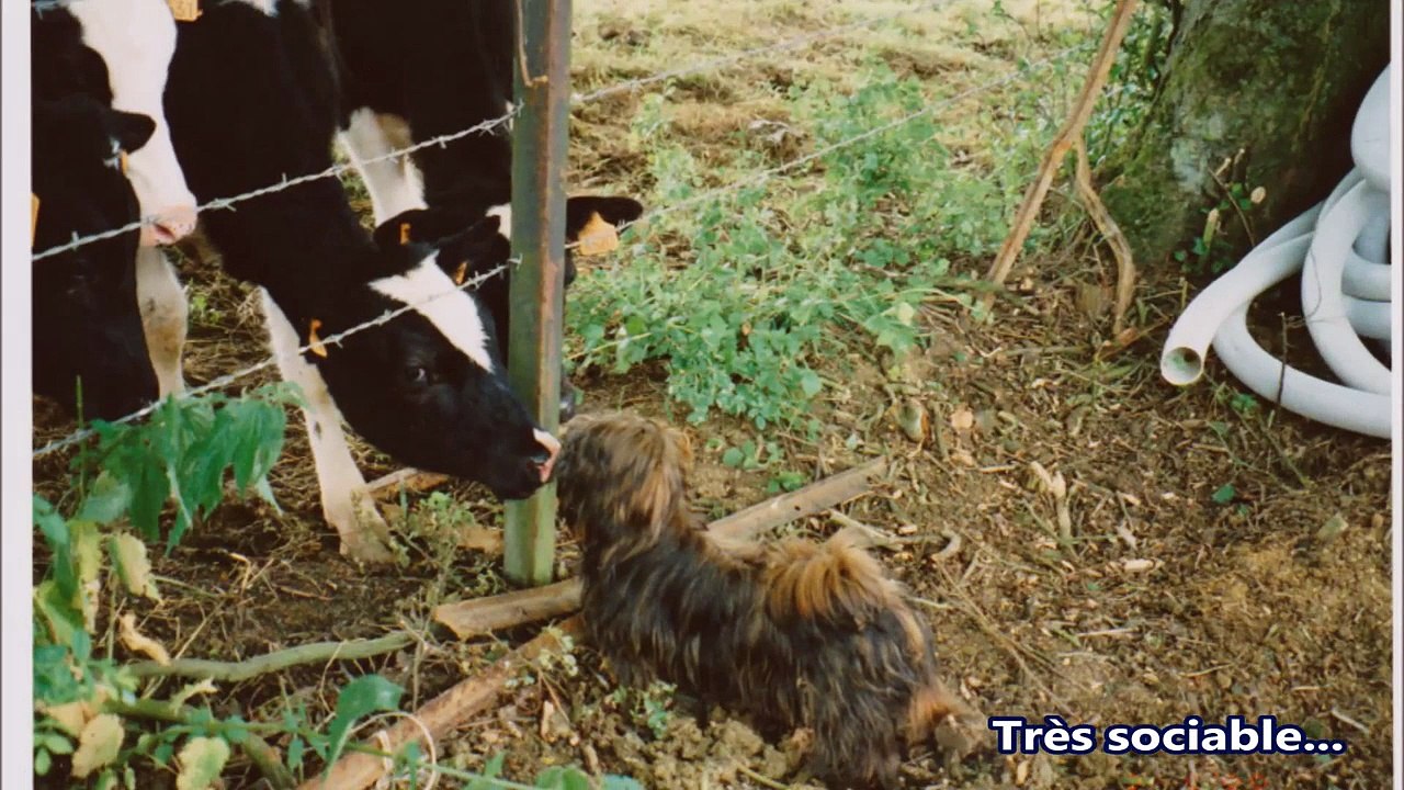 AVANT IPSO... Hommage à NOUGAT, notre 1er chien SHIH TZU