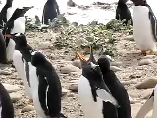 Penguins Talk to the Camera man