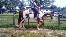 Horse for Sale - 8 YEAR OLD PROVEN, QUALITY APHA SHOW GELDING FOR SALE