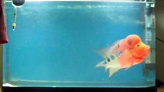 Flowerhorn - Nemon eating live fish