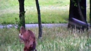 Crows attacking dogs in a public park