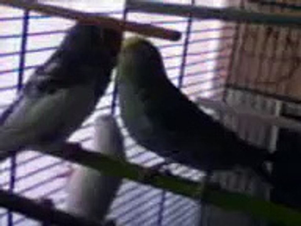 Hard Cocorite_Alberto & M.Turkese