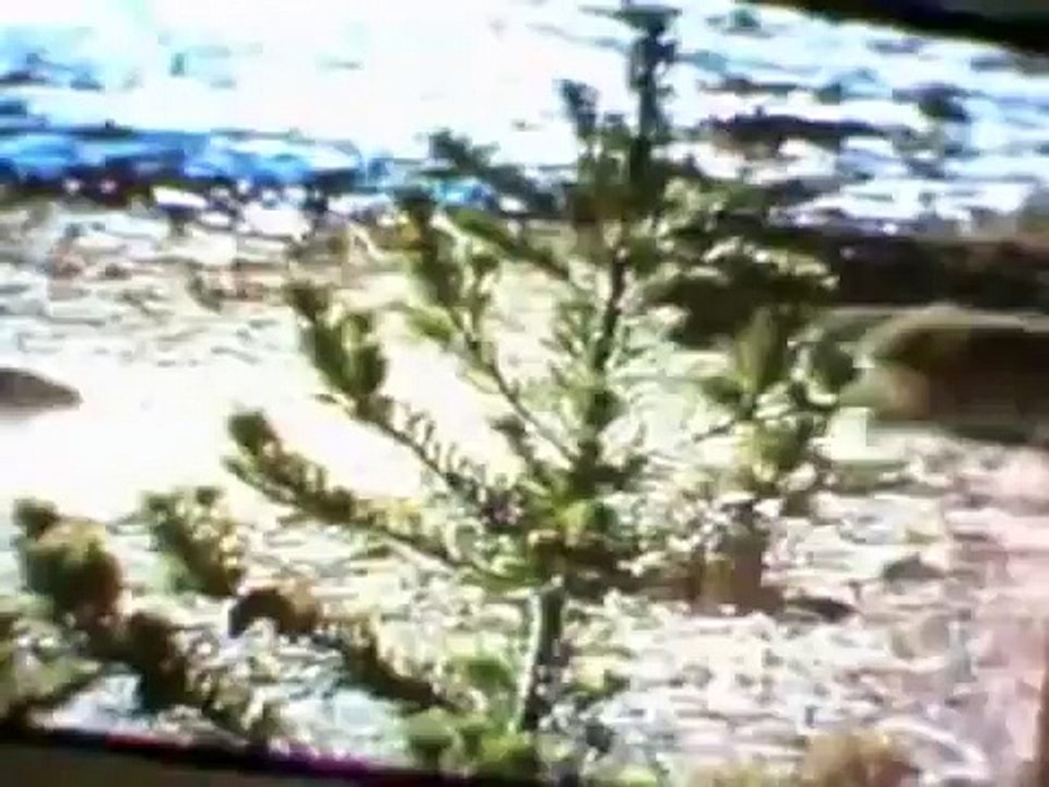 Wolverines vs Wolves, wolverines kill, destroy, chase, and own any wolf pack. Wolfs a coward