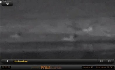 June 3 WildEarth Arathusa Cam, Tsalala Lions, James singing