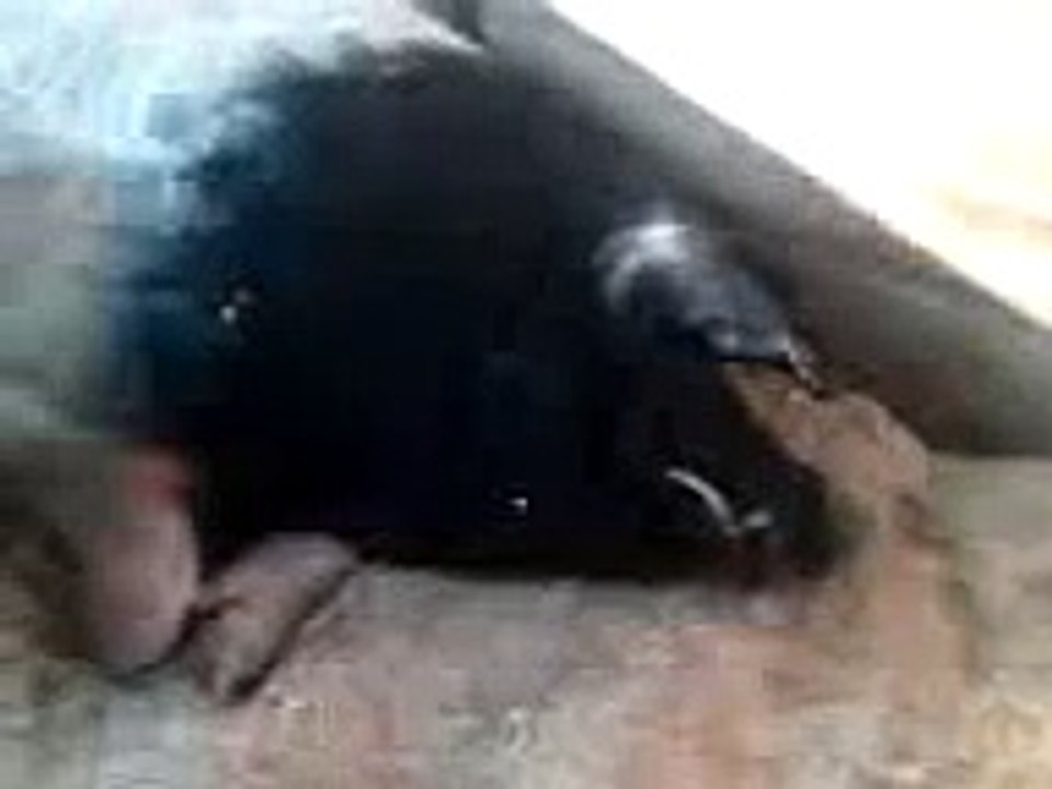 Giant Hog at Tulsa State Fair