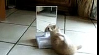 Le chat et le miroir acte2