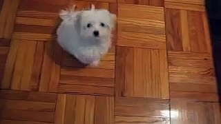 maltese puppy mochi Doing tricks..