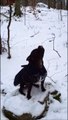 Dog Hilariously 'screams' at Tree Branch