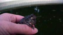 Tame Tree Frog Chirps In My Hand