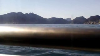 Sunny Cove Sea Kayaking Grand Day Killer Whale
