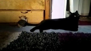 Gatita bebe jugando con cola de pantera negra :3