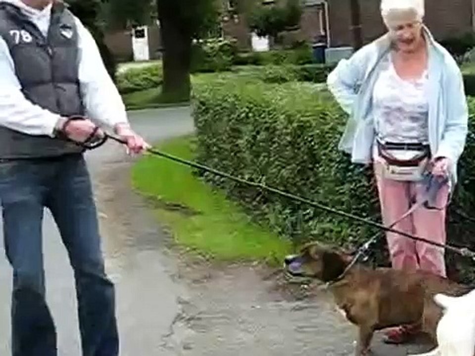 Smoky - Rüde - weiss - 6 Jahre - taub