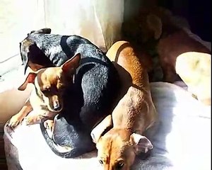 i love my dog(s)-A Dachshund Family