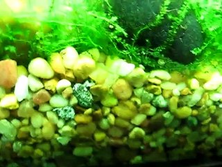 Peppered Cory: Spawning Behaviours