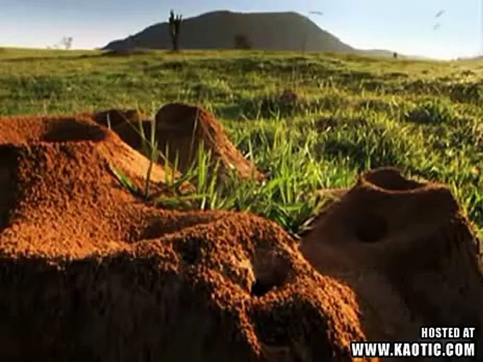 Unglaubliche Ameisenkolonie, biggest ant colonie ever