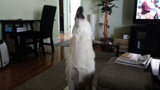 White shepherd howling- she is asking to go for a walk :)