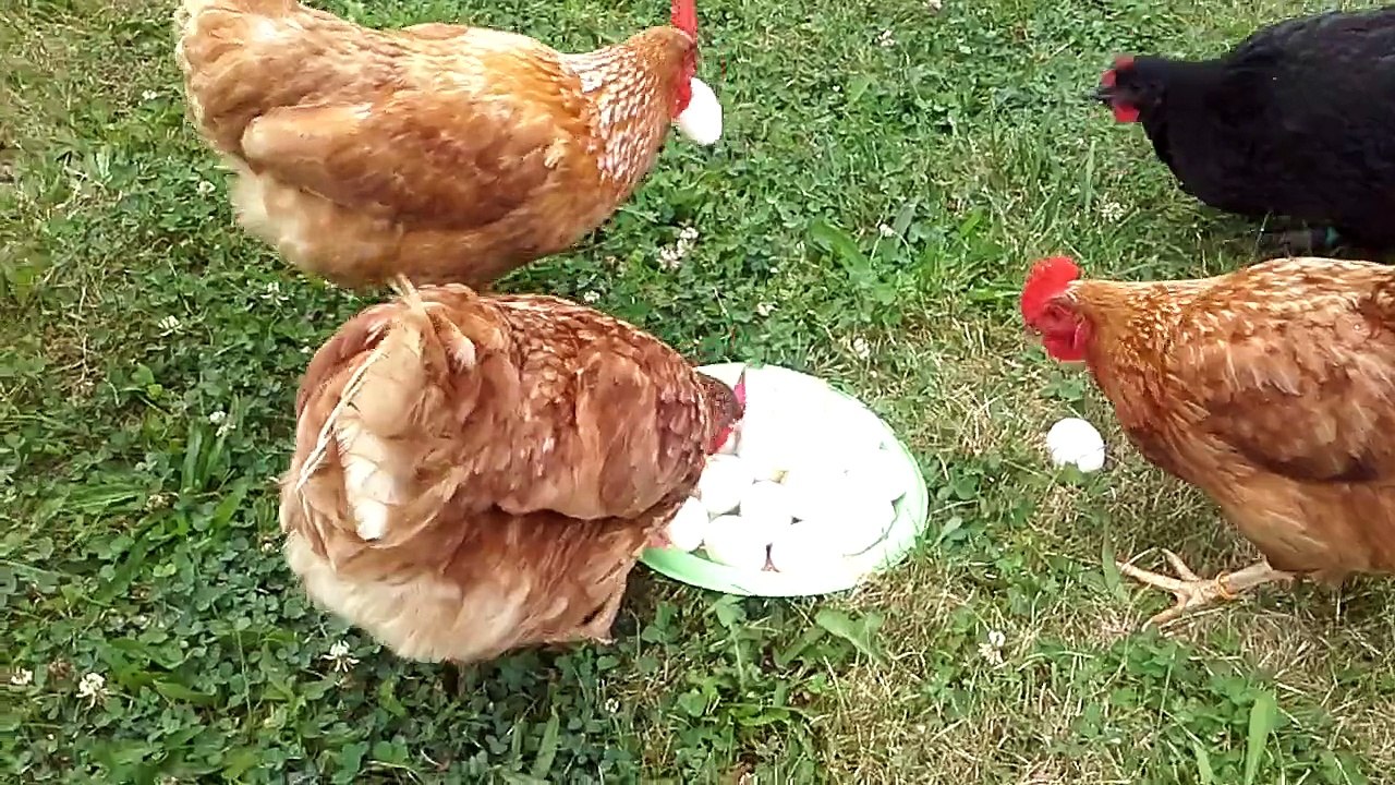 egg party