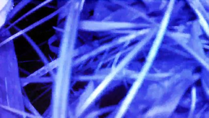 AR.Drone 2.0 Video: 2015/08/25